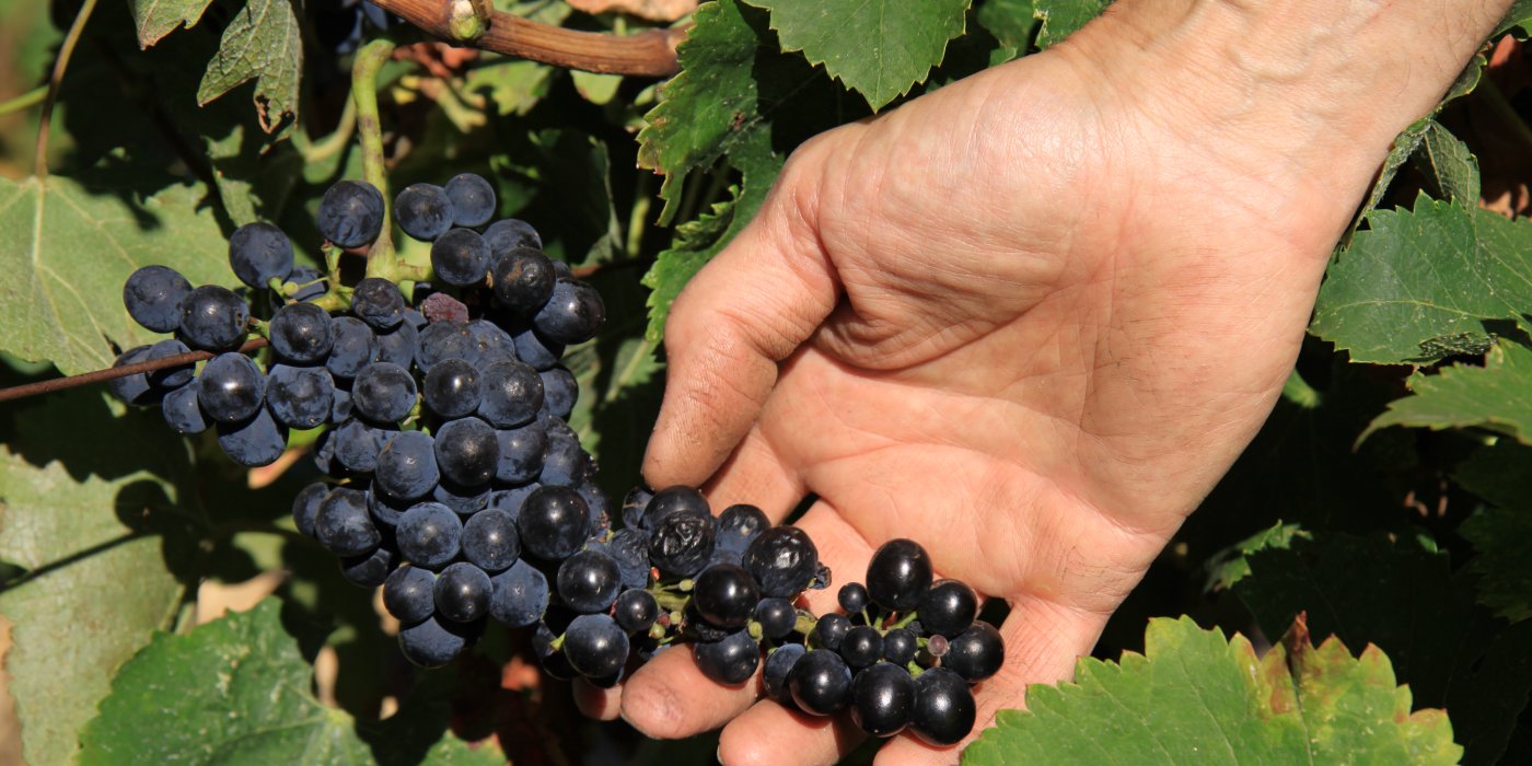 Les vignes - Domaine des Chênes