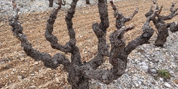 Gobelet ou double cordon ? - Domaine des Chênes